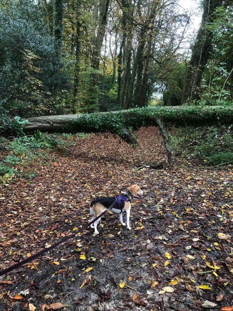 Shall we take this stick home
